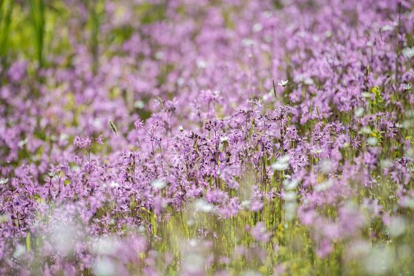 HurletFlora_06