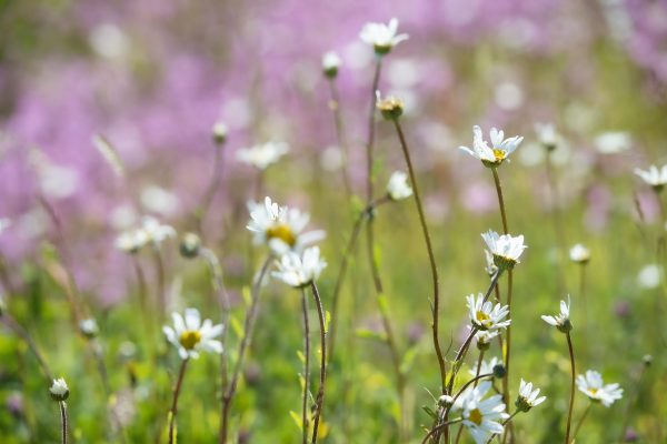 HurletFlora_07