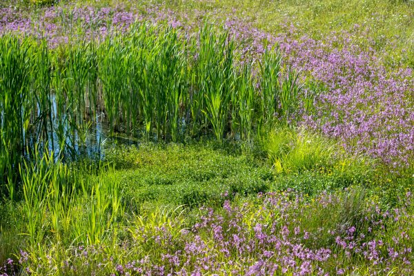 HurletFlora_08