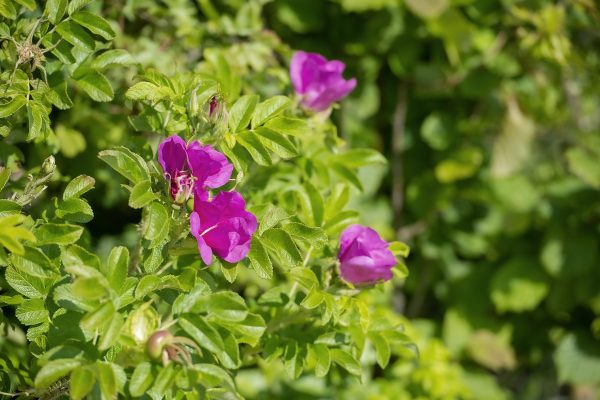 HurletFlora_20